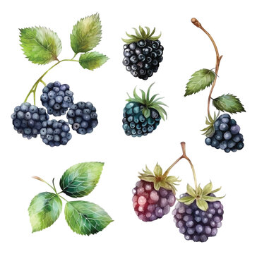 Set of Blackberries watercolor paint ilustration