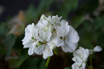 Close up of white flower with perfect detail and beautiful bokeh