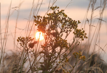 13.07.2023, Weizenfelder in der Abendsonne. Vor dem Feld wächst Jakobs-Greiskraut (Jacobaea vulgaris), welches sehr giftig ist. Im Hintergrund geht die Sonne unter.