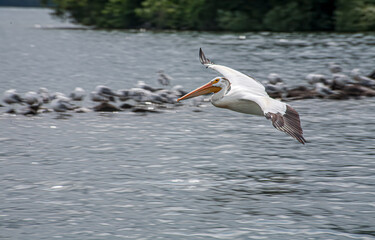 Fototapeta na wymiar an American white pelican flies low over a lake with wings spread wide