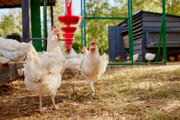 chicken drinking water from a drinker at chicken eco farm, free range chicken farm