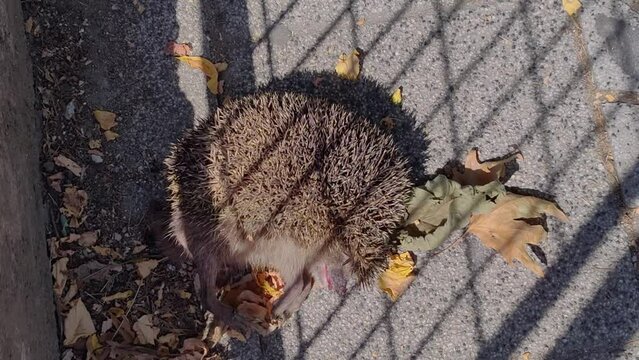 dead hedgehog, hedgehog has flies and ants on it