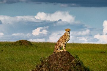 cheetah in the wild - obrazy, fototapety, plakaty