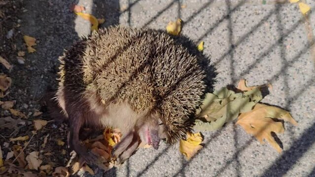 dead hedgehog, hedgehog has flies and ants on it