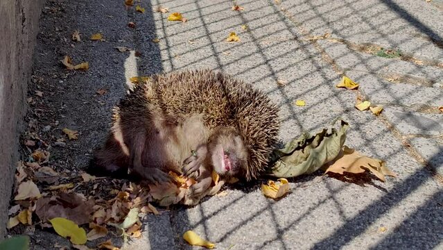 dead hedgehog, hedgehog has flies and ants on it