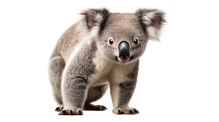 Keuken spatwand met foto Curious Koala - Transparent Background © Emojibb.Family