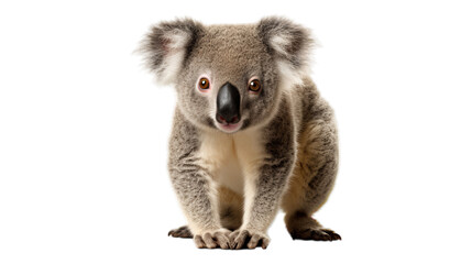 Curious Koala - Transparent Background