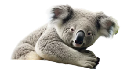 Fototapeten Relaxed Koala - Transparent Background © Emojibb.Family