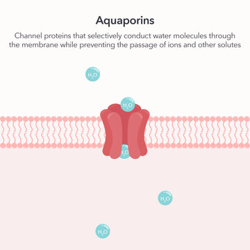 Aquaporins water channel proteins science vector illustration graphic