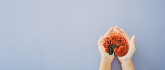 Hands holding kidney shaped paper, world kidney day, Organ Donor Day, Chronic kidney disease concept
