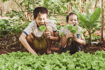 Mixed Asian children harvesting fresh homegrown vegetables, eating healthy food, montessori learning, sustainable living, share community produce concept