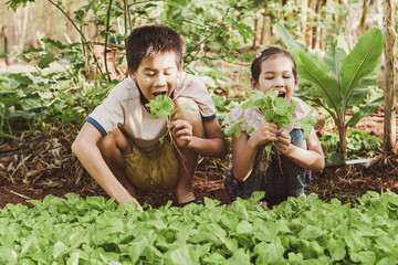 Mixed Asian children harvesting fresh homegrown vegetables, eating healthy food, montessori...
