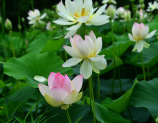 A cluster of lotus flowers adorn a dedicated pond.