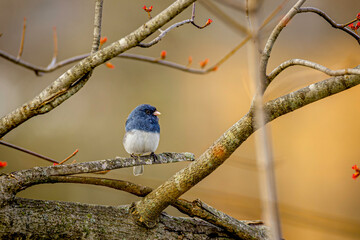 blue bird