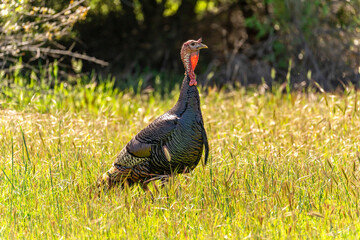 Male turkey (Meleagris gallopavo) with spread tail feathers walks in the meadow.