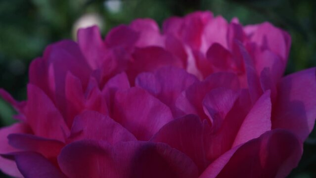 A honey bee hunts for nectar in a purple peony flower. The purple peony flower is pollinated by the honey bee inside.