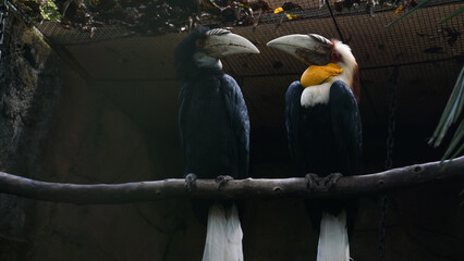 a pair of Rhyticeros undulatus (Julang emas) birds in a captive aviary. © Hai.. Zainul
