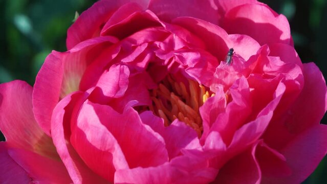 A honey bee hunts for nectar in a purple peony flower. The purple peony flower is pollinated by the honey bee inside.