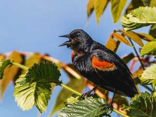 Close up of a red winged blackbird singing on tree top