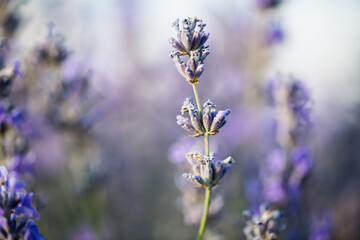 lavender flowers in the garden