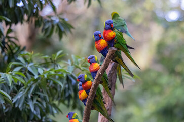 Australian Rainbow Lorikeets in native natural habitat  