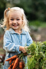 A adorable blond child holds a Bunch of carrots vegetables in his hands. Dirty Handing Picking Carrots. Picked Fresh Vegetables Just From The Garden. Vertical photo