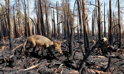 Burned in the forest with lost and sad animals. Deforestation of nature.