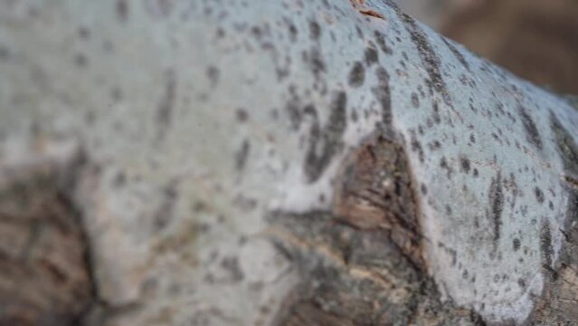Frame of birch bark surface. Macro slide shot of a birch tree.