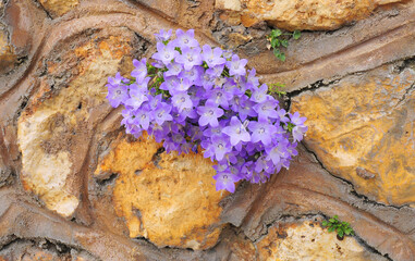 gruppo di fiori viola che crescono trai mattoni di un muro - obrazy, fototapety, plakaty