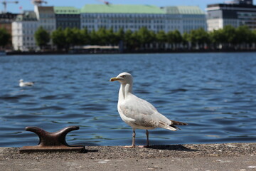 Seagull by the lake.