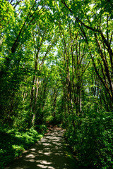 Adventure in a summer forest, hiking trail through deciduous woodland
