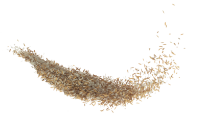 Paddy Rice grain fly in mid air. Yellow Golden Paddy Rice falling scatter, explosion float in shape form line group. White background isolated freeze motion high speed shutter