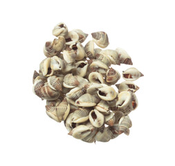 Seashell fall splashing in air. sea shell explosion flying, abstract cloud fly. Many Small Seashell scatter in many group. White background isolated high speed shutter freeze motion