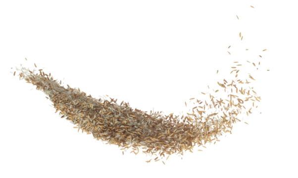 Paddy Rice grain fly in mid air. Yellow Golden Paddy Rice falling scatter, explosion float in shape form line group. White background isolated freeze motion high speed shutter