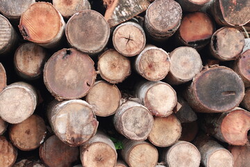 pile of coconut tree trunks, which are arranged to look neat