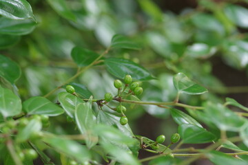 オオミサンザシ