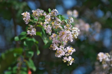 Obraz premium Okinawa,Japan - July 4, 2023: Flowers of Chinese crape myrtle in Ishigaki island, Japan 