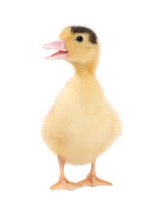 Baby animal. Cute fluffy duckling on white background