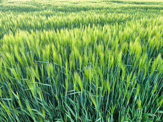 Background of a beautiful field with ripening rye. Rye close-up with copyspace