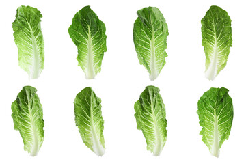 Set of green romaine lettuce leaves on white background, top view