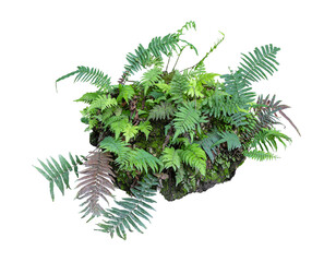 Tropical plant stone rock fern bush tree isolated on white background with clipping path.