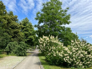 Nordheim Cemetery Park or Park of the Nordheim cemetery - Park des Nordheimer Friedhofs oder Friedhofspark Nordheim - Zürich (Zurich or Zuerich), Switzerland (Schweiz)