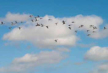 Many birds fly in the sky nature.Group of grebes flying on blue sky and white cloud background.