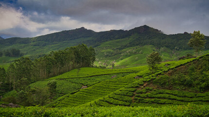 Obraz premium Munnar in Kerala