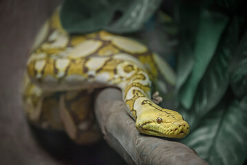 yellow and green snake
