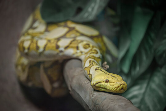 yellow and green snake