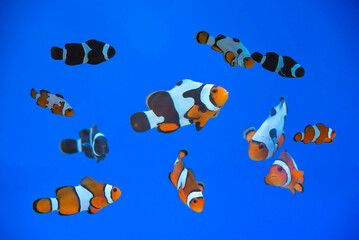 Obraz na płótnie Canvas The beauty of various types of clown fish