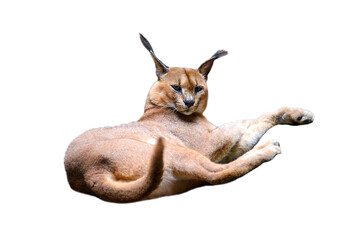 Caracal isolated on white background , African wild cat with long legs and ears