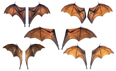 Bat wings isolated on white background - 623277197
