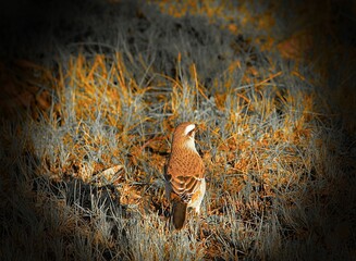 la maravilla de las aves en la naturaleza
